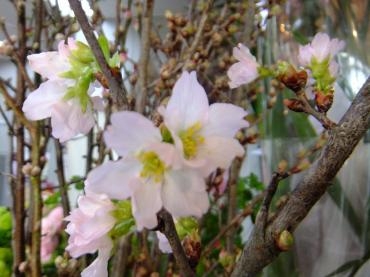 桜｜「アライ花店」　（山形県山形市の花キューピット加盟店 花屋）のブログ