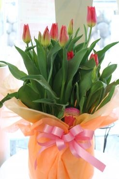 チューリップの鉢♬｜「アライ花店」　（山形県山形市の花キューピット加盟店 花屋）のブログ