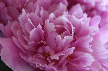 芍薬の香り♬♬｜「アライ花店」　（山形県山形市の花キューピット加盟店 花屋）のブログ