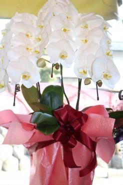 御祝用の胡蝶蘭♬｜「アライ花店」　（山形県山形市の花キューピット加盟店 花屋）のブログ