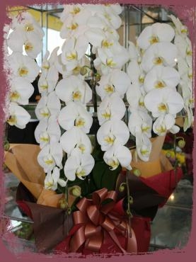 お祝い胡蝶蘭｜「アライ花店」　（山形県山形市の花キューピット加盟店 花屋）のブログ