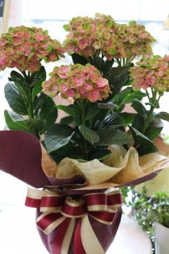 母の日におすすめ♥ハイドランジア♬｜「アライ花店」　（山形県山形市の花キューピット加盟店 花屋）のブログ