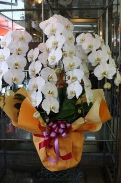 御祝い胡蝶蘭♬｜「アライ花店」　（山形県山形市の花キューピット加盟店 花屋）のブログ