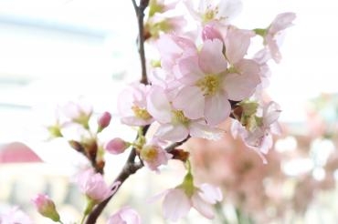 さ・く・ら♬｜「アライ花店」　（山形県山形市の花キューピット加盟店 花屋）のブログ