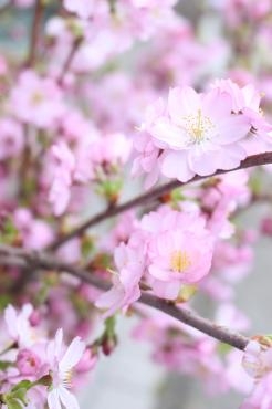 桜♬｜「アライ花店」　（山形県山形市の花キューピット加盟店 花屋）のブログ