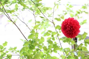 花を飾る楽しさ｜「アライ花店」　（山形県山形市の花キューピット加盟店 花屋）のブログ