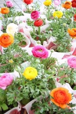 卒園式の鉢植え♫｜「アライ花店」　（山形県山形市の花キューピット加盟店 花屋）のブログ